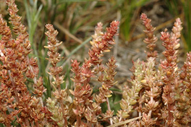 APII jpeg image of Crassula sieberiana  © contact APII