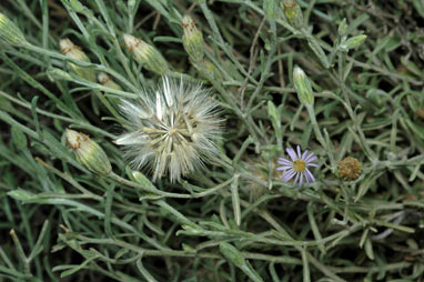 APII jpeg image of Vittadinia gracilis  © contact APII