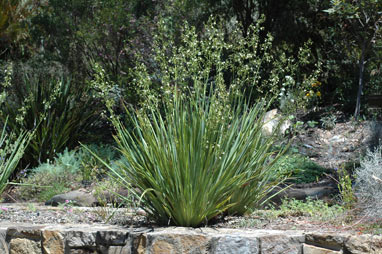 APII jpeg image of Dianella longifolia 'Blue Sword'  © contact APII