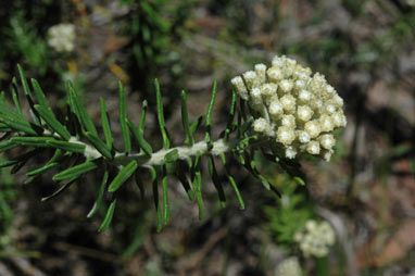 APII jpeg image of Ozothamnus costatifructus  © contact APII