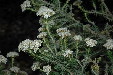 APII jpeg image of Ozothamnus ericifolius  © contact APII