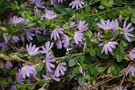 Scaevola albida