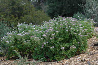 APII jpeg image of Pelargonium australe  © contact APII