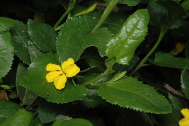 APII jpeg image of Goodenia ovata  © contact APII