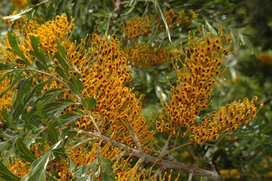 APII jpeg image of Grevillea robusta  © contact APII