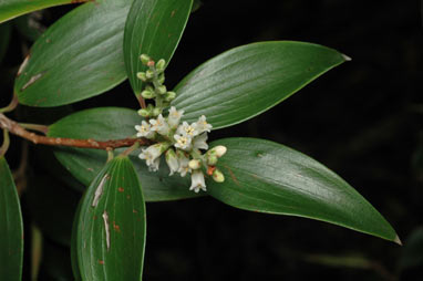 APII jpeg image of Trochocarpa bellendenkerensis  © contact APII