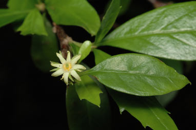 APII jpeg image of Corokia whiteana  © contact APII