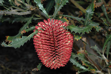 APII jpeg image of Banksia caleyi  © contact APII