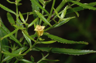 APII jpeg image of Haloragodendron lucasii  © contact APII