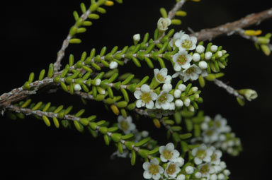 APII jpeg image of Micromyrtus grandis  © contact APII