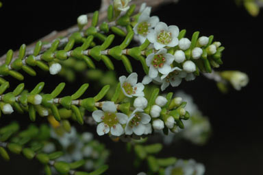 APII jpeg image of Micromyrtus grandis  © contact APII