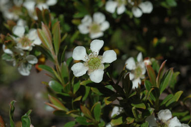 APII jpeg image of Leptospermum wooroonooran  © contact APII