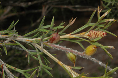 APII jpeg image of Grevillea neorigida subsp. neorigida  © contact APII