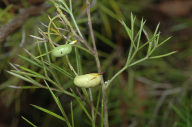 APII jpeg image of Grevillea anethifolia  © contact APII