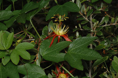 APII jpeg image of Passiflora cinnabarina  © contact APII