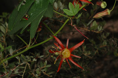 APII jpeg image of Passiflora cinnabarina  © contact APII