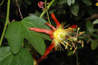 Passiflora cinnabarina 