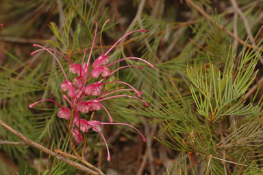 APII jpeg image of Grevillea plurijuga subsp. plurijuga  © contact APII