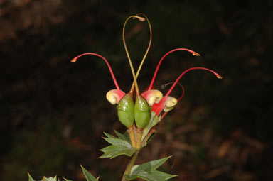 APII jpeg image of Grevillea tripartita subsp. macrostylis  © contact APII