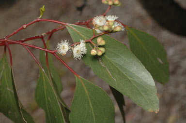 APII jpeg image of Eucalyptus populnea subsp. bimbil  © contact APII