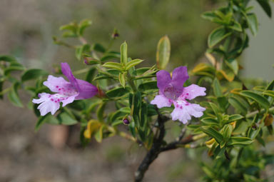 APII jpeg image of Hemiandra pungens  © contact APII