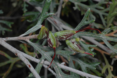 APII jpeg image of Grevillea beadleana  © contact APII