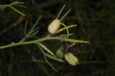 APII jpeg image of Grevillea curviloba subsp. incurva  © contact APII