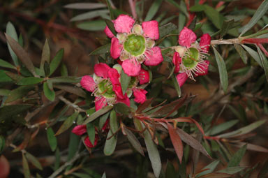 APII jpeg image of Leptospermum 'Rudolph'  © contact APII