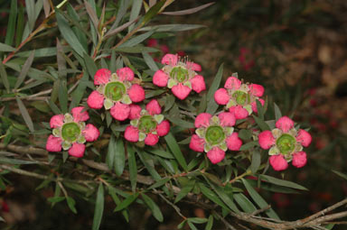 APII jpeg image of Leptospermum 'Rudolph'  © contact APII