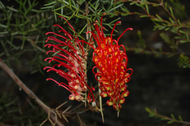 APII jpeg image of Grevillea treueriana  © contact APII