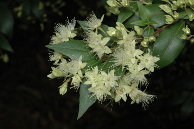 APII jpeg image of Backhousia myrtifolia  © contact APII