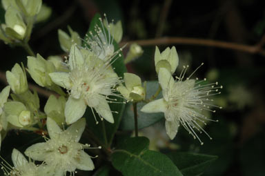 APII jpeg image of Backhousia myrtifolia  © contact APII