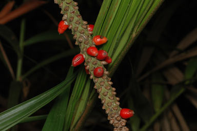 APII jpeg image of Laccospadix australasicus  © contact APII