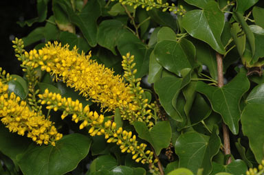 APII jpeg image of Barklya syringifolia  © contact APII
