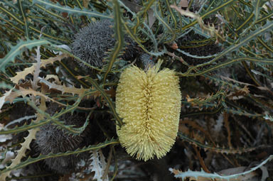 APII jpeg image of Banksia elderiana  © contact APII