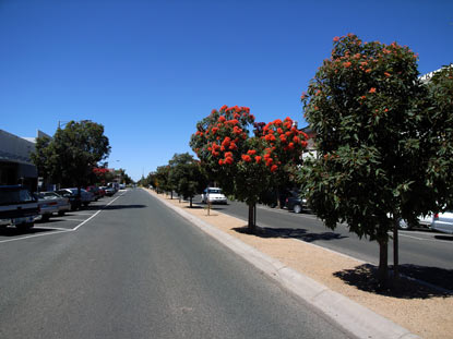 APII jpeg image of Corymbia ficifolia  © contact APII