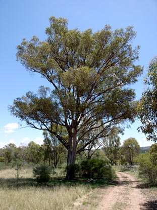 APII jpeg image of Eucalyptus moluccana  © contact APII