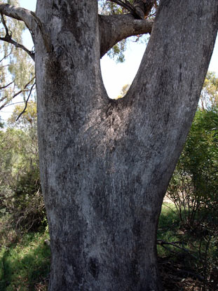 APII jpeg image of Eucalyptus moluccana  © contact APII