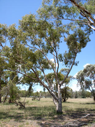 APII jpeg image of Eucalyptus sparsa  © contact APII