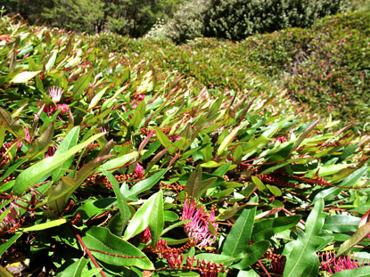 APII jpeg image of Grevillea 'Poorinda Royal Mantle'  © contact APII