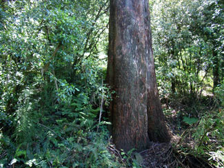 APII jpeg image of Eucalyptus fastigata  © contact APII