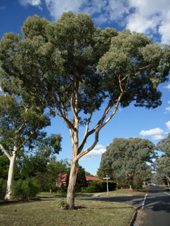 APII jpeg image of Eucalyptus polyanthemos  © contact APII