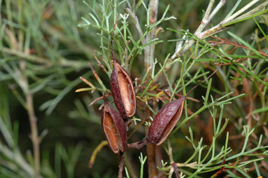 APII jpeg image of Grevillea preissii subsp. preissii  © contact APII