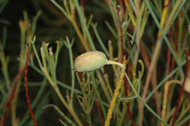 APII jpeg image of Grevillea leucoclada  © contact APII