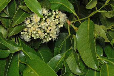 APII jpeg image of Syzygium pseudofastigiatum  © contact APII