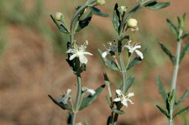 APII jpeg image of Teucrium racemosum  © contact APII