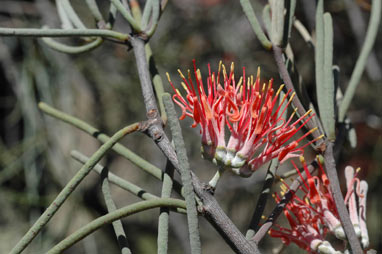 APII jpeg image of Amyema linophylla subsp. orientalis  © contact APII