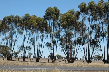 APII jpeg image of Eucalyptus cladocalyx  © contact APII