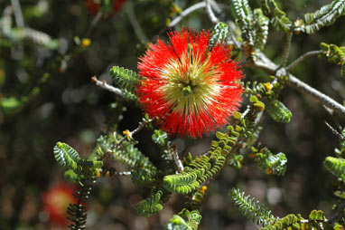 APII jpeg image of Beaufortia orbifolia  © contact APII