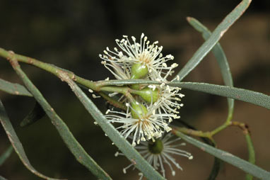 APII jpeg image of Eucalyptus spathulata  © contact APII